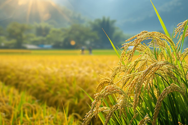 Precise Customization of Equipment to Regional Needs​​​​​​​