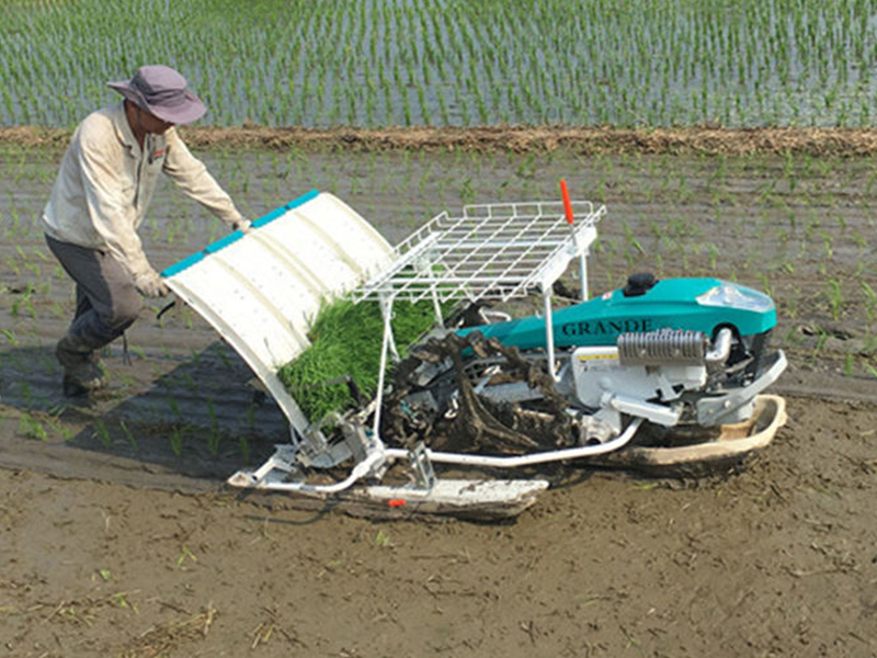 <span style="font-size:22px;"><strong>The Seedlings Are Planted Neatly</strong></span>