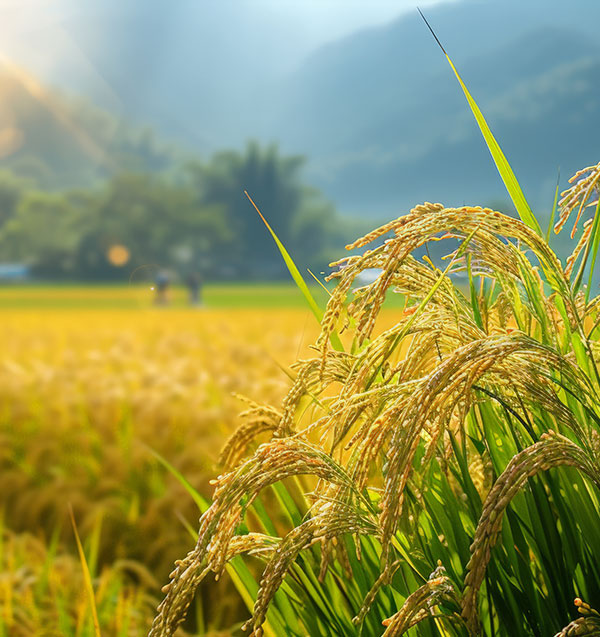 Precise Customization of Equipment to Regional Needs